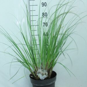 Cortaderia selloana Junior' P29
(1 Plants/Order)(29cmP 100cmH)