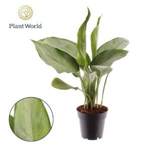 Aglaonema other Silverado
(7 Plants/Order)(14cmP 45cmH)