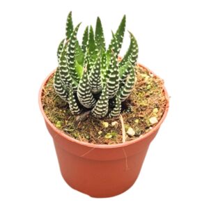 Haworthia Fasciata Universe
(10 Plants/Order)(7cmP 2cmH)