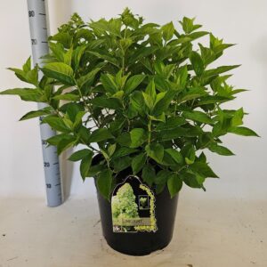 Hydrangea paniculata Limelight
(1 Plants/Order)(38cmP 85cmH)