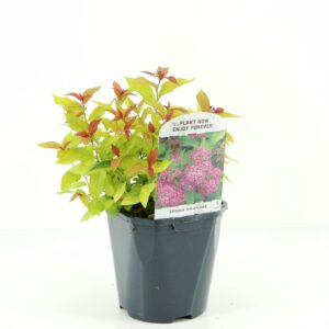 Spiraea bumalda Goldflame Spiraea jap. Goldflame
(6 Plants/Order)(17cmP 30cmH)