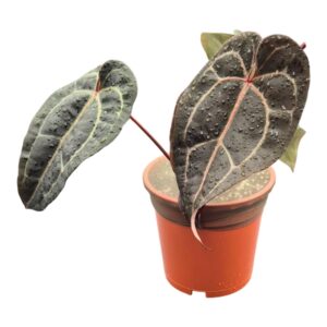 Anthurium Leaf DocBlock Red Velvet Cake® '24' x Black Widow® '13'
(1 Plants/Order)(17cmP 40cmH)