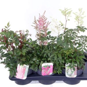 Astilbe Astilbe mix
(6 Plants/Order)(17cmP 55cmH)