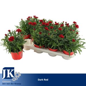Carnation Oscar Dark Red P12 TST
(12 Plants/Order)(12cmP 22cmH)