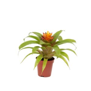 Guzmania Theresa Fairy
(20 Plants/Order)(5.5cmP 15cmH)