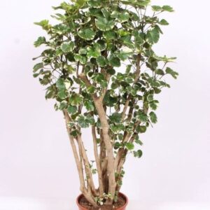 Polyscias Balfourii balfouriana
(1 Plants/Order)(30cmP 130cmH)