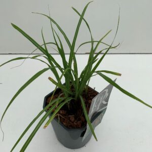 Miscanthus sinensis Flamingo
(6 Plants/Order)(17cmP 30cmH)