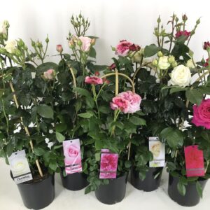 Rosa 'select' mix breeding Fragrance p22
(1 Plants/Order)(22cmP 75cmH)