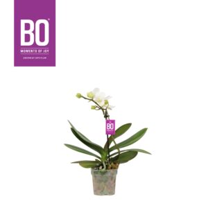Phalaenopsis Multiflora Sweety P7 BO White 1 spike
(12 Plants/Order)(7cmP 25cmH)