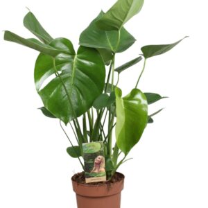 Monstera deliciosa
(1 Plants/Order)(17cmP 50cmH)