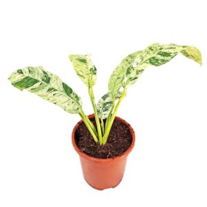 Epipremnum pinnatum Epipremum Giganteum Variegata
(2 Plants/Order)(17cmP 30cmH)