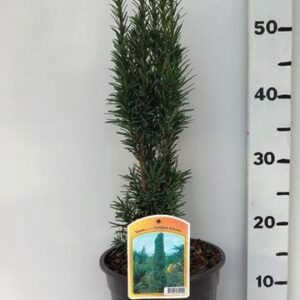 Taxus baccata Fastigiata Robusta Taxus bacc. 'Fastigiata Robusta'
(1 Plants/Order)(19cmP 55cmH)