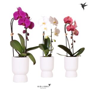 Phalaenopsis Elegant Cascade Niagara Fall mix 1 spike in Diabolo Pot whi
(5 Plants/Order)(12cmP 50cmH)