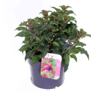 Fuchsia Beacon
(6 Plants/Order)(17cmP 30cmH)