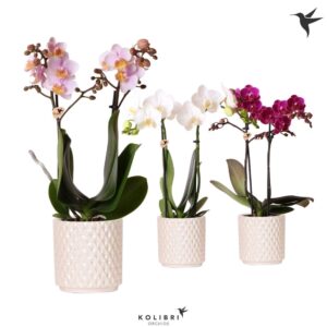 Phalaenopsis mixed 2 spike in Diamond Pearl traver
(8 Plants/Order)(9cmP 40cmH)