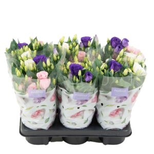 Eustoma Julietta mixed Nolina Lisianthus 13 cm Trio
(8 Plants/Order)(13cmP 36cmH)