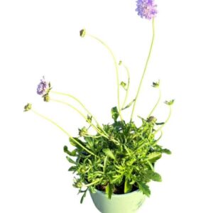 Scabiosa Butterfly Blue
(1 Plants/Order)(17cmP 50cmH)