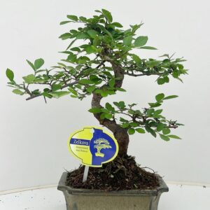 Bonsai Zelkova parvifolia, 15cm., shape, without driptray
(10 Plants/Order)(15cmP 30cmH)