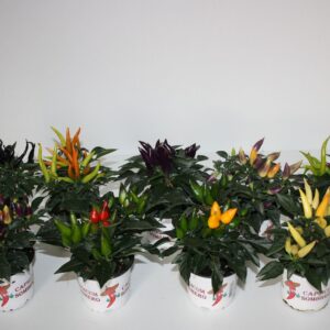 Capsicum annuum Sombrero mixlaag
(12 Plants/Order)(10.5cmP 25cmH)