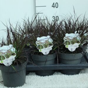 Pennisetum advena Rubrum Pennisetum x advena 'Rubrum' P17
(6 Plants/Order)(17cmP 35cmH)
