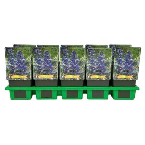 Ajuga Ajuga reptans 'Burgundy Glow' P11
(10 Plants/Order)(11cmP 25cmH)