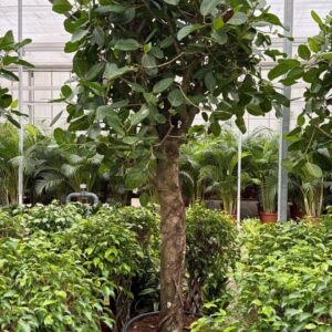 Ficus benghalensis
(1 Plants/Order)(70cmP 300cmH)