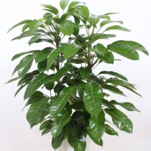 Schefflera Amate "actinophylla in Santorini ""wit"""
(1 Plants/Order)(29cmP 110cmH)