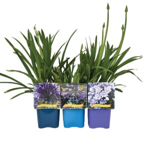 Agapanthus mix Laag C5
(1 Plants/Order)(21cmP 35cmH)