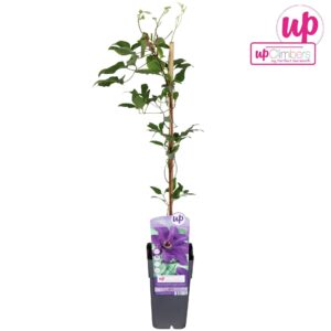 Clematis The Presiden
(10 Plants/Order)(15cmP 65cmH)