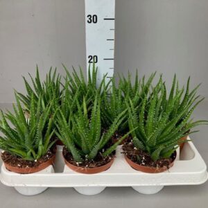 Aloe mitriformis
(12 Plants/Order)(11cmP 15cmH)