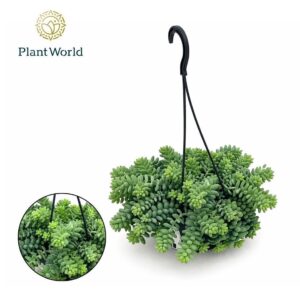 Sedum burrito Sedum Burrito
(2 Plants/Order)(14cmP 25cmH)