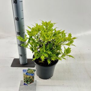 Osmanthus Goshiki het.
(1 Plants/Order)(19cmP 20cmH)