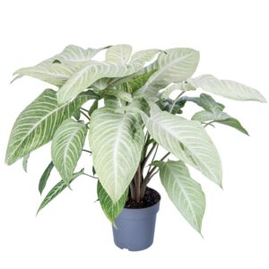 other plants Xanthosoma Lindenii MINT 19cm
(3 Plants/Order)(19cmP 60cmH)