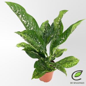 Dieffenbachia Caiman seguine p21
(1 Plants/Order)(21cmP 80cmH)