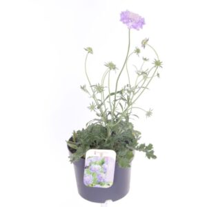 Scabiosa Butterfly Blue Scabiosa columbaria Butterfly Blue
(6 Plants/Order)(17cmP 45cmH)