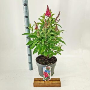 Buddleja Butterfly Candy Little Rub d. ('BotEx 006'PBR)
(1 Plants/Order)(23cmP 45cmH)