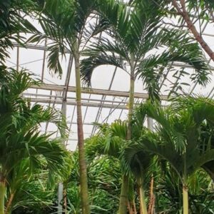 palms Veitchia merrillii 2pp
(1 Plants/Order)(120cmP 725cmH)