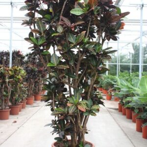 Codiaeum Petra (Croton)
(1 Plants/Order)(55cmP 250cmH)