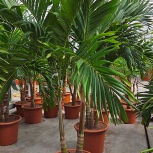 palms Veitchia merrillii 2pp
(1 Plants/Order)(55cmP 250cmH)