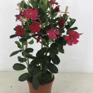 Mandevilla Sundaville Early Scarlet p17 Rack
(1 Plants/Order)(17cmP 55cmH)