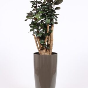 Polyscias Fabian "in Santorini Pot ""taupe"""
(1 Plants/Order)(33cmP 150cmH)