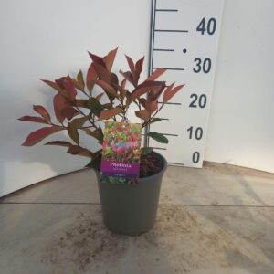 Photinia fraseri Red Robin
(1 Plants/Order)(17cmP 35cmH)