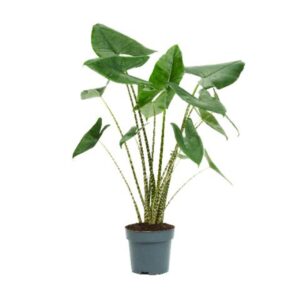 Alocasia zebrina Alocasia Zebrina 24cm
(1 Plants/Order)(24cmP 125cmH)