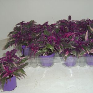 Gynura variegata
(12 Plants/Order)(7cmP 5cmH)