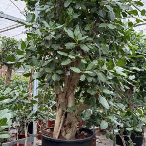 Ficus benghalensis
(1 Plants/Order)(96cmP 350cmH)