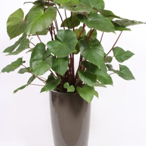 Homalomena Maggy Homalomena 'Maggy' in Santorini Pot "taupe"
(1 Plants/Order)(33cmP 170cmH)