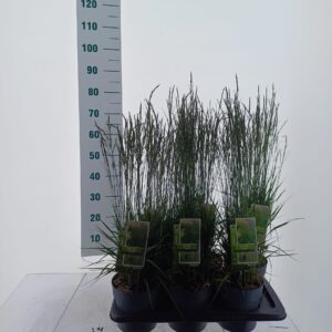 Molinia caerulea Molinia caerulea 'Torch'
(1 Plants/Order)(17cmP 25cmH)