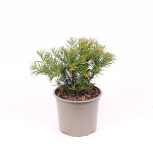 Taxus baccata Repandens
(1 Plants/Order)(17cmP 45cmH)