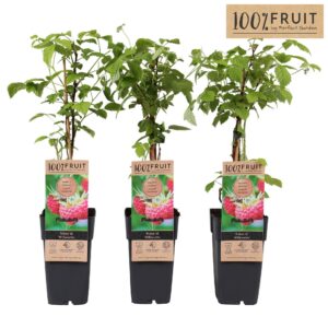 Rubus idaeus Willamette P15
(10 Plants/Order)(15cmP 65cmH)