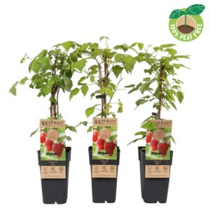 Rubus idaeus Zefa', P15
(10 Plants/Order)(15cmP 50cmH)